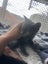 Nala Grey Female Desexed Kitten Carousel 6
