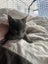 Nala Grey Female Desexed Kitten Carousel 7