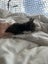 Nala Grey Female Desexed Kitten Carousel 8