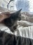 Nala Grey Female Desexed Kitten Carousel 9