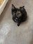 Hazel Dark Torti Female Desex Kitten Carousel 1
