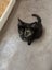 Hazel Dark Torti Female Desex Kitten Carousel 2