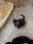 Hazel Dark Torti Female Desex Kitten Carousel 3
