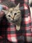 Daisy Tabby Female desexed Kitten Carousel 1