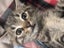 Daisy Tabby Female desexed Kitten Carousel 2