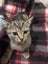 Toby Tabby Male Desex kitten Carousel 1
