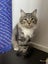 CAT RESCUE CHCH - Ready to Adopt - 6716 Nugget Carousel 5
