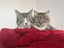 CAT RESCUE CHCH - Ready to Adopt - 6716 Nugget Carousel 3