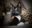CAT RESCUE CHCH - Ready to Adopt - 7025 Oscar Carousel 4