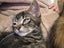 rescue kitten Chevy (fostered in Glendene) Carousel 2