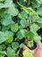 Loading Image 1 of 1