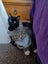 CAT RESCUE CHCH - Ready to Adopt - 7055 Sophie Carousel 3