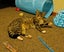 CAT RESCUE CHCH - Ready to Adopt - 7055 Sophie Carousel 1