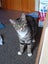 CAT RESCUE CHCH - Ready to Adopt - 7055 Sophie Carousel 2