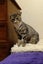 CAT RESCUE CHCH - Ready to Adopt - 7055 Sophie Carousel 4