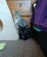 CAT RESCUE CHCH - Ready to Adopt - 7055 Sophie Carousel 6