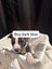 American Amstarff puppies Carousel 9