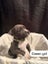 American Amstarff puppies Carousel 5