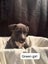 American Amstarff puppies Carousel 6