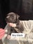 American Amstarff puppies Carousel 8