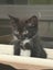rescue kitten Zizi (fostered in Totara Vale) Carousel 1