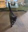 CAT RESCUE CHCH - Ready to Adopt - 7139 Mavis Carousel 3