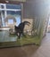CAT RESCUE CHCH - Ready to Adopt - 7139 Mavis Carousel 4