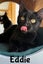 CAT RESCUE CHCH - Ready to Adopt - 7169 Eddie Carousel 1
