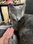 CAT RESCUE CHCH - Ready to Adopt - 7096 Dasha Carousel 3