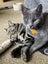 CAT RESCUE CHCH - Ready to Adopt - 7096 Dasha Carousel 4