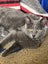 CAT RESCUE CHCH - Ready to Adopt - 7096 Dasha Carousel 5