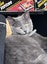 CAT RESCUE CHCH - Ready to Adopt - 7096 Dasha Carousel 1