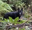 German shepherd stud Carousel 2