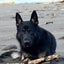 German shepherd stud Carousel 1