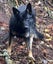 German shepherd stud Carousel 3