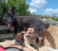 German shepherd stud Carousel 4