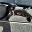 CAT RESCUE CHCH - Ready to Adopt - 7140 Abbie Carousel 3