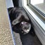 CAT RESCUE CHCH - Ready to Adopt - 7140 Abbie Carousel 4