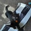 CAT RESCUE CHCH - Ready to Adopt - 7140 Abbie Carousel 5