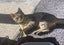 Miss Lunar - Rachel's KittyCat Rescue Carousel 2