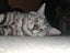Mr Tiki - Rachel's KittyCat Rescue Carousel 11