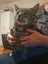 Mr Tiki - Rachel's KittyCat Rescue Carousel 14