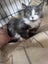 Kosmo Grey and white Fluffy Desexed Male Kitten Carousel 1