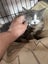 Kosmo Grey and white Fluffy Desexed Male Kitten Carousel 2