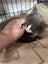 Kosmo Grey and white Fluffy Desexed Male Kitten Carousel 3
