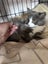 Kosmo Grey and white Fluffy Desexed Male Kitten Carousel 4