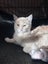 Guss Cameo Desexed Male Kitten Carousel 1