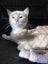 Guss Cameo Desexed Male Kitten Carousel 2