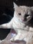 Guss Cameo Desexed Male Kitten Carousel 3