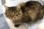 Cats Protection Canterbury - Frills Carousel 1